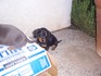 puppy