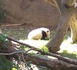 walkingpanda.jpg
